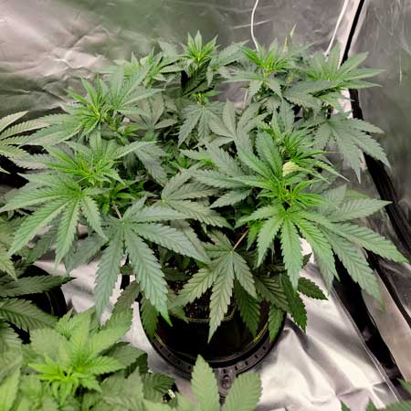 Blue Dream cannabis plant in week 5 - GrowWeedEasy.com photoperiod cannabis grow journal