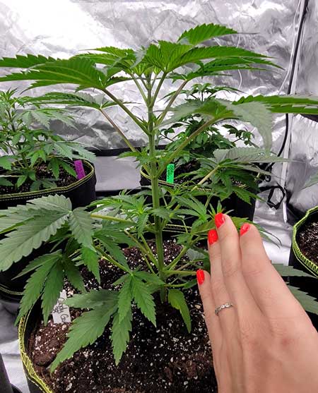 Candy Games plant as a baby