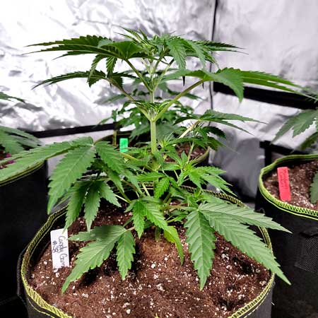 Candy Games #38 - Day 26 from seed - big enough to be topped! - GrowWeedEasy.com grow journal