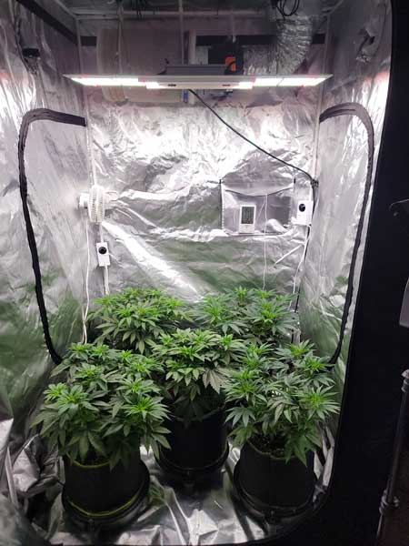 Cannabis plants on day 39 - growweedeasy photoperiod grow journal