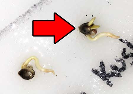 Just sprouted seeds shows full seedling inside