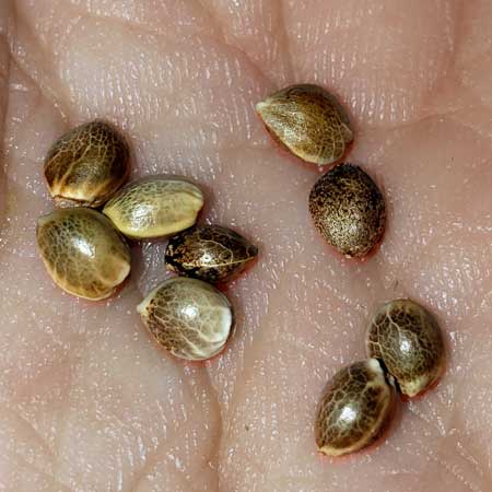 Ultra closeup of seeds