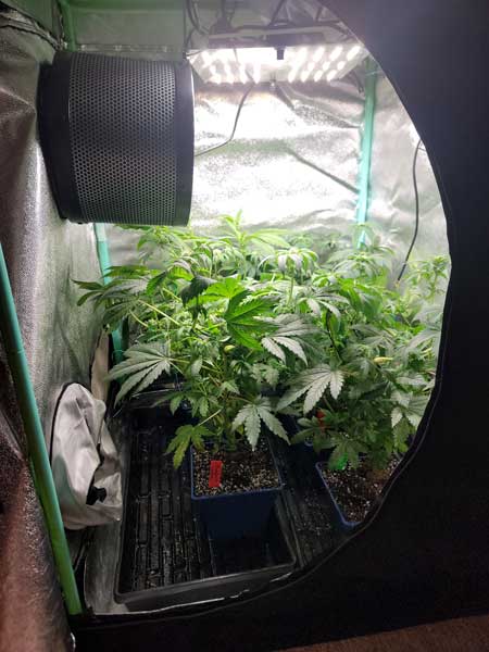 Carbon filter and fan