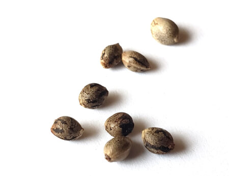 Closeup of cannabis seeds on a white background - GrowWeedEasy.com