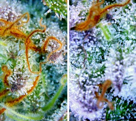 Get too close and you won't be able to escape these trichomes!