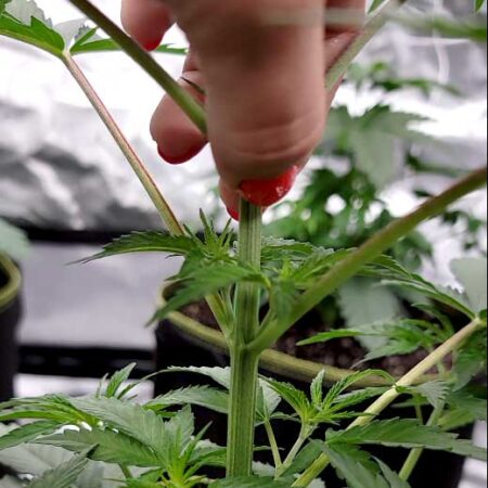 Plant just before being topped