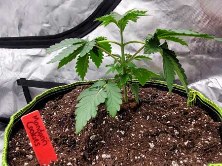 Day 22 Mandarin Cookies seedling not quite ready to be topped yet - GrowWeedEasy grow journal