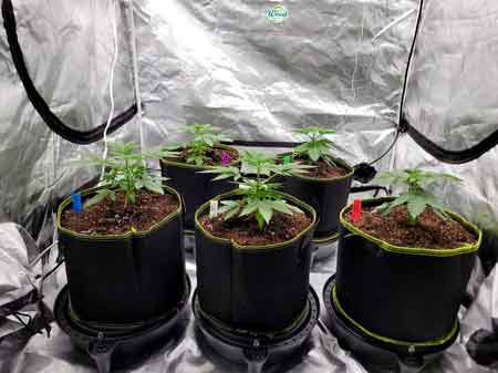 Day 22 Seedlings