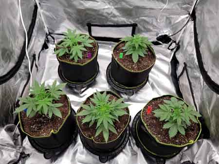 Day 22 (beginning of week 4) marijuana plants in a GrowWeedEasy.com Sweet Dreams cannabis grow journal