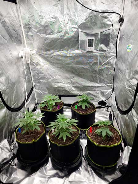 Day 23 vegetative cannabis plants in a 4x4 grow tent - GrowWeedEasy.com Nebula Haze live grow journal
