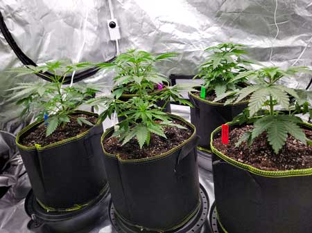 Day 27 plants 