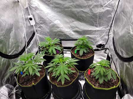 Day 25 vegetative stage - marijuana plants a tiny bit droopy, growweedeasy.com grow journal entry