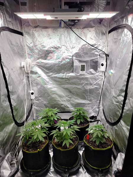 Day 26 vegetative marijuana plants - Grow Weed Easy grow journal 