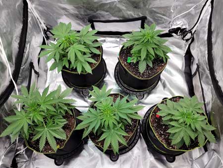 Day 26 vegetative cannabis plants (top view) - GrowWeedEasy.com Sweet Dreams live grow journal 