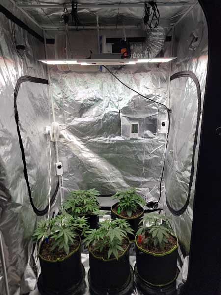 Day 29 Seedlings