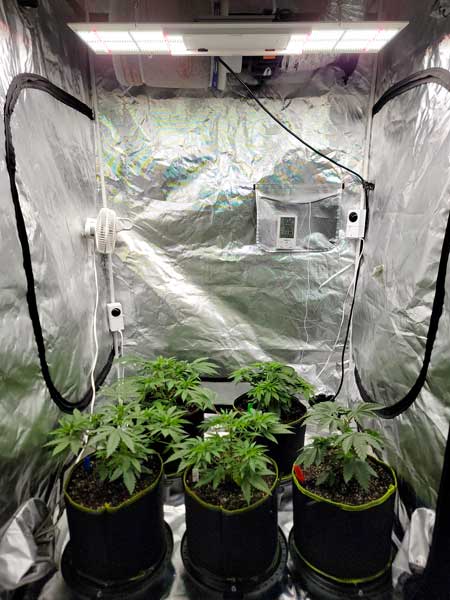 Vegetative cannabis plants on day 30 from germination. In soil, using AC Infinity auto-watering pot bases - GrowWeedEasy.com HLG 350 LED grow journal