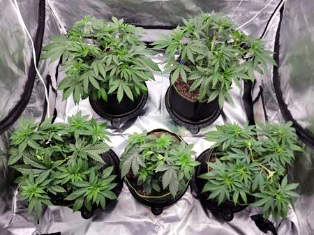 Day 33 cannabis plants after training - just got tucked - growweedeasy.com grow journal