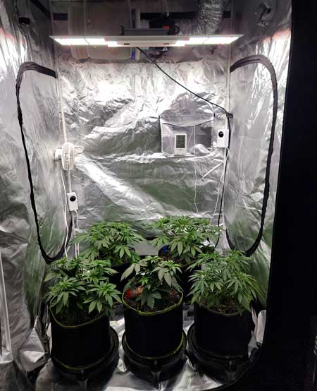 Day 33 cannabis plants in the vegetative stage under a HLG 350 LED grow light - GrowWeedeasy.com photoperiod grow journal