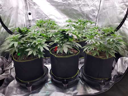 Day 34 - Cannabis vegetative stage growing HLG 350 LED - GrowWeedEasy.com grow journal (side view)