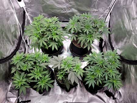 Day 34 - Cannabis vegetative stage growing HLG 350 LED - GrowWeedEasy.com grow journal (top view)