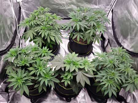 Day 35 cannabis plants above view (my little cuties!) - growweedeasy.com