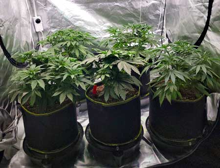 Day 35 plants 