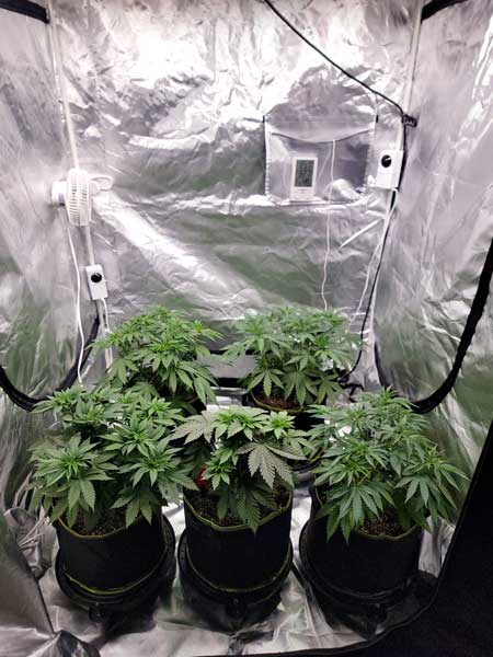 Day 35 cannabis vegetative plants, under HLG 350 LED grow light - GrowWeedEasy.com grow journal