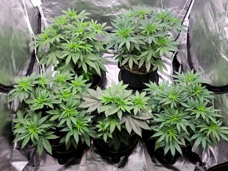 Day 36 plants