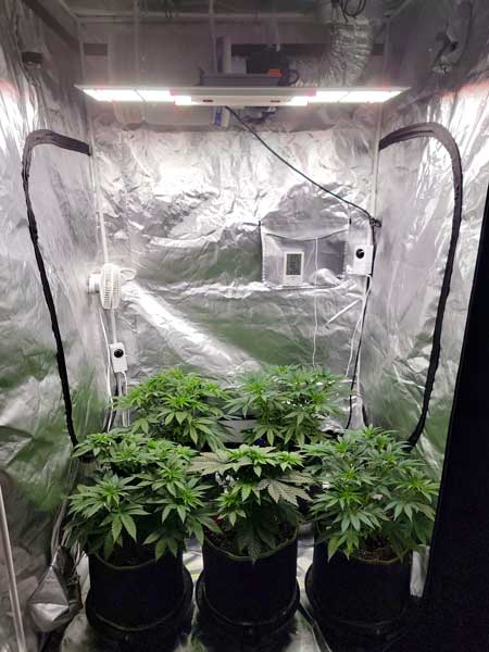 Day 36 of the vegetative stage - soil cannabis under a HLG 350 LED grow light - GrowWeedEasy.com live grow journal