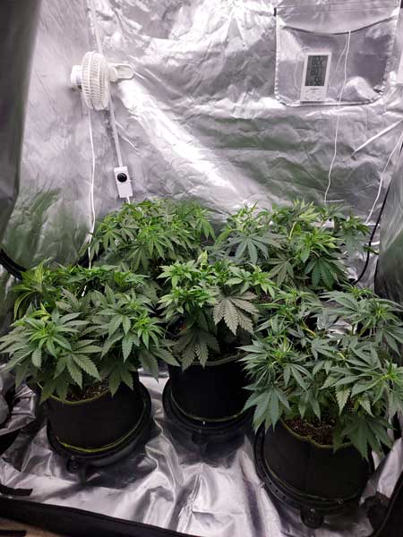 Day 37 of the vegetative stage - cannabis home grow journal at GrowWeedEasy.com