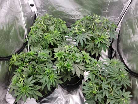 Day 37 of the vegetative stage - marijuana plants after a quick training session - growweedeasy.com journal