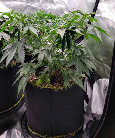 Day 38 - Candy Games 38 plants - GrowWeedEasy.com photoperiod cannabis grow journal