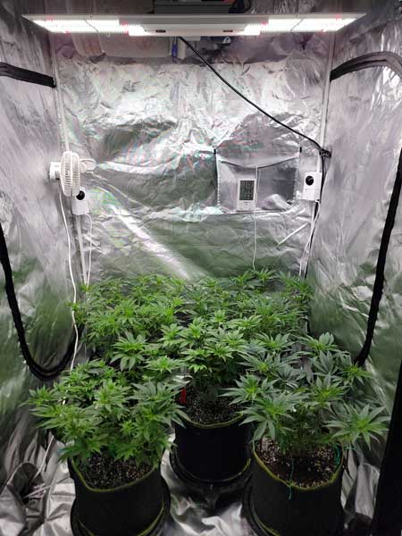 Day 41 vegetative stage cannabis plants. Photoperiod grow journal by Nebula Haze of GrowWeedEasy.com