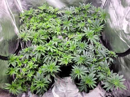 Day 42 plants 