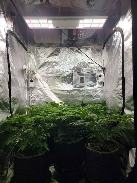 Day 43 plants