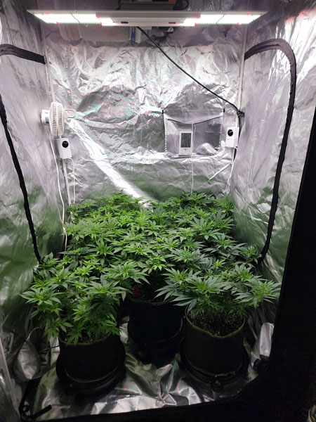Day 43 of the Sweet Dreams Photoperiod cannabis plants - GrowWeedEasy.com live grow journal.