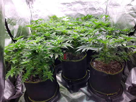 Day 44 vegetative stage cannabis plants - Nebula's live grow journal on GrowWeedEasy.com