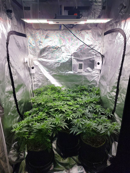 Day 45 cannabis plants. Initiate 12/12 today (plants are half the final desired size) - GrowWeedEasy.com grow journal