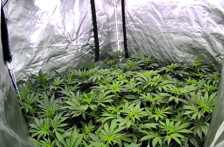 Day 46 Cannabis plants - GrowWeedEasy.com live marijuana grow journal