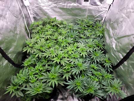 Day 47 - Cannabis plants that are 2 days from 12/12 - GrowWeedEasy.com cannabis grow journal