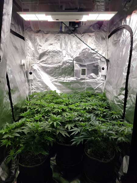 Day 48 - Day 3 since 12/12 flowering - GrowWeedEasy.com cannabis grow journal