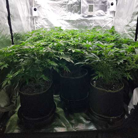 Day 49 (flowering day 4) cannabis plants need lollipopping!