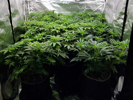 Day 39 (flowering day 4) - GrowWeedEasy.com cannabis grow journal