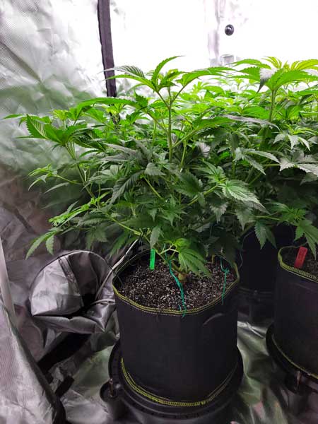 Day 49 - GG4 Zkittlez cannabis plant needs a lollipop!