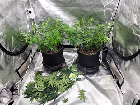 Defoliated back two cannabis plants - GrowWeedEasy.com grow journal