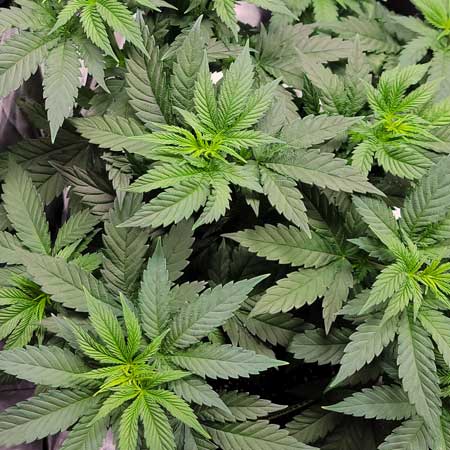 Cannabis leaves loving life