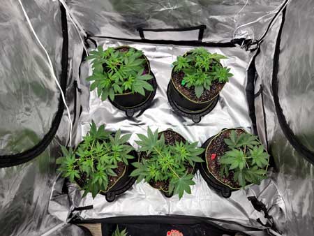Just topped cannabis plants from above - GrowWeedEasy.com grow journal 