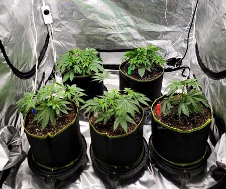 Just topped cannabis plants in AC Infinity auto-watering pot bases - full grow journal on GrowWeedEasy.com