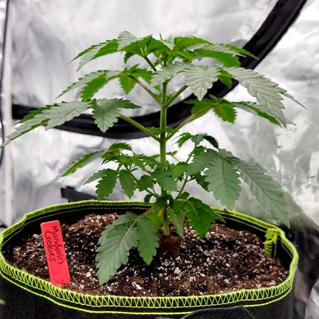Day 22 - Mandarin Cookies cannabis seedling with six nodes (6 sets of leaves) ready to be topped - GrowWeedEasy grow journal