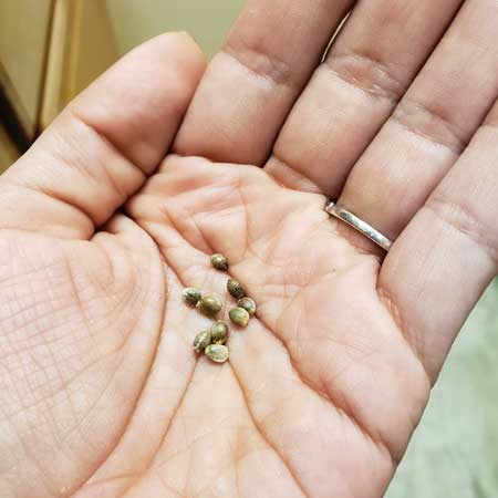 Cannabis seeds in hand